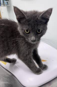 Dr. Pepper -  Domestic Short Hair Cat for Adoption in Saint Paul, Minnesota - Dr. Pepper | PetCurious