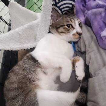 Runner -  Domestic Short Hair Cat for Adoption in Los Angeles, California - Runner | PetCurious