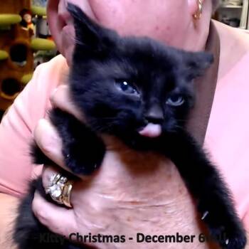 Domestic Short Hair Cats Available for Adoption - Donovan (w/white Locket) | PetCurious