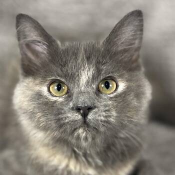 Freightshaker - Andrea foster -  Domestic Long Hair Cat for Adoption in Social Circle, Georgia - Freightshaker - Andrea Foster | PetCurious