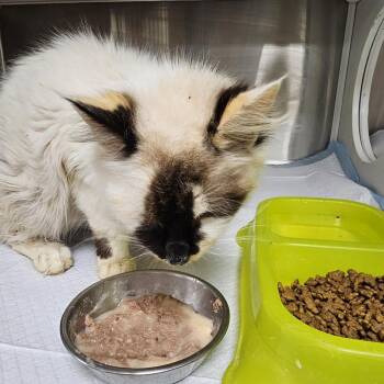 Siamese Cats Available for Adoption in Donalsonville, Georgia - Smores | PetCurious