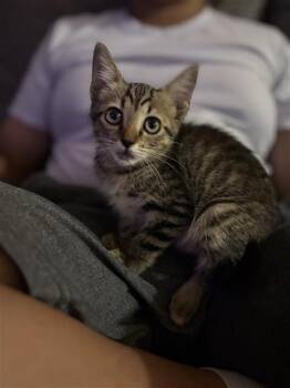 SEWZI -  Domestic Short Hair Cat for Adoption in Corpus Christi, Texas - SEWZI | PetCurious
