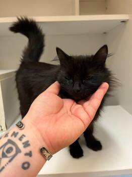 Domestic Medium Hair Cats Available for Adoption - Cat Condo #15 | PetCurious