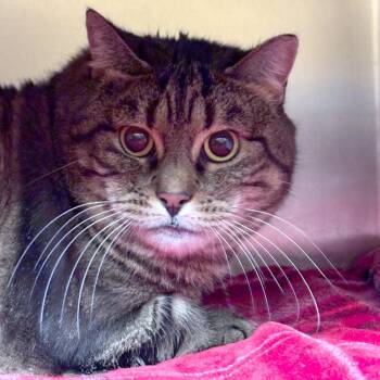 April -  Domestic Medium Hair Cat for Adoption in Providence, Rhode Island - April | PetCurious