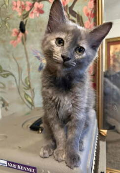 Rescue Domestic Medium Hair Cats for Adoption in Wilmington, North Carolina - Ashtyn | PetCurious