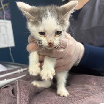 Rubix -  Domestic Short Hair Cat for Adoption in Newark, New Jersey - Rubix | PetCurious