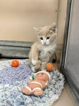 Simba Jr./61827250 -  Domestic Short Hair Cat for Adoption in Elko, Nevada - Simba Jr./61827250 | PetCurious