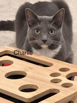 Charlie -  Domestic Short Hair Cat for Adoption in Ruther Glen, Virginia - Charlie | PetCurious