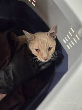 Rescue Domestic Short Hair Cats for Adoption in Casper, Wyoming - LUDO | PetCurious