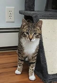 Domestic Short Hair Cats Available for Adoption in Westfield, Wisconsin - Love Muffin | PetCurious