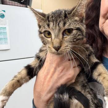 Carboncillo -  Domestic Short Hair Cat for Adoption in Naperville, Illinois - Carboncillo | PetCurious