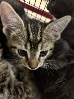 Domestic Short Hair Cats Available for Adoption in Doral, Florida - FELIX | PetCurious