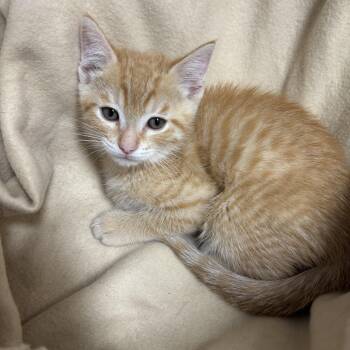 Rescue Domestic Short Hair Cats for Adoption in Sonora, California - Gretchen | PetCurious