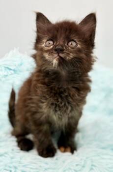 Sweeper -  Maine Coon Cat for Adoption in Covington, Louisiana - Sweeper | PetCurious