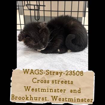 WAGS-Stray-23508 -  Domestic Medium Hair Cat for Adoption in Westminster, California - WAGS-Stray-23508 | PetCurious