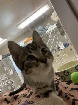 TODD FLANDERS -  Domestic Medium Hair Cat for Adoption in Sugar Land, Texas - TODD FLANDERS | PetCurious