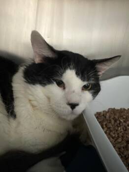 Domestic Short Hair Cats Available for Adoption - Cow | PetCurious