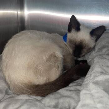 Uni -  Siamese Cat for Adoption in Lakeland, Florida - Uni | PetCurious