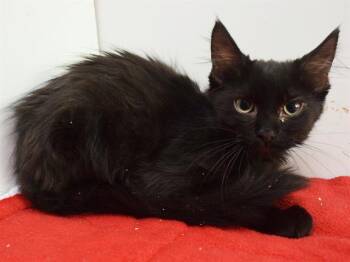 DALLAS -  Domestic Medium Hair Cat for Adoption in Sacramento, California - DALLAS | PetCurious