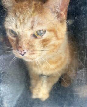 Jack -  Domestic Short Hair Cat Available for Adoption in Nashville, Tennessee - Jack | PetCurious
