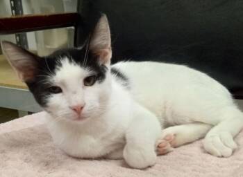 Domestic Short Hair Cats Available for Adoption - Beetle | PetCurious