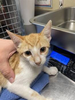 MARBLE -  Domestic Short Hair Cat for Adoption in Fort Myers, Florida - MARBLE | PetCurious
