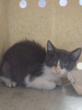 KITTY SOFTPAWS -  Domestic Short Hair Cat for Adoption in Tallahassee, Florida - KITTY SOFTPAWS | PetCurious