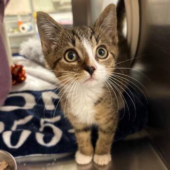 Oil Change -  Domestic Short Hair Cat for Adoption in York, Pennsylvania - Oil Change | PetCurious