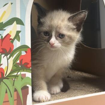 Nolan -  Siamese Cat for Adoption in Waynesburg, Pennsylvania - Nolan | PetCurious
