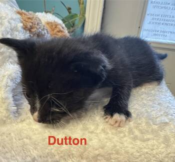 Domestic Short Hair Cats Available for Adoption in Shrewsbury, Massachusetts - Dutton | PetCurious