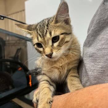van Gogh -  Domestic Short Hair Cat for Adoption in Sioux Falls, South Dakota - Van Gogh | PetCurious