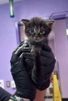 Pixie -  Domestic Short Hair Cat for Adoption in El Paso, Texas - Pixie | PetCurious