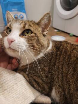 Molly 2 -  Domestic Short Hair Cat for Adoption in Arthur, Ontario - Molly 2 | PetCurious