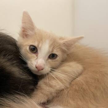 Maui -  Domestic Medium Hair Cat for Adoption in Pasadena, California - Maui | PetCurious