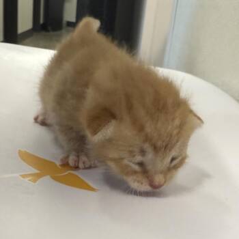 Jinx 2 -  Domestic Short Hair Cat for Adoption in Tampa, Florida - Jinx 2 | PetCurious