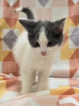 Domestic Medium Hair Cats Available for Adoption in Murphysboro, Illinois - Hibiscus | PetCurious