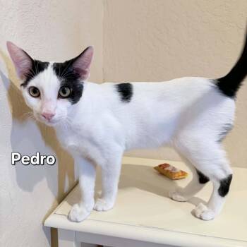 Pedro -  Domestic Short Hair Cat for Adoption in Phoenix, Arizona - Pedro | PetCurious