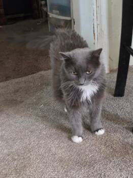 Dutch -  Domestic Long Hair Cat for Adoption in Pocatello, Idaho - Dutch | PetCurious