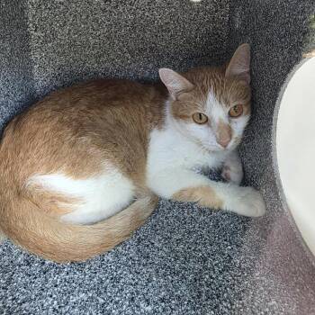 Lilo -  Domestic Short Hair Cat for Adoption in Salt Lake City, Utah - Lilo | PetCurious