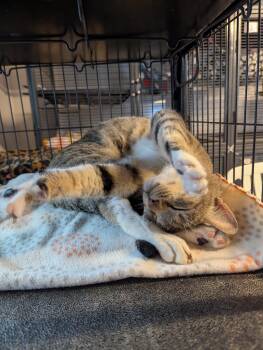 Rescue Domestic Short Hair Cats for Adoption in Shelton, Washington - Teddy | PetCurious