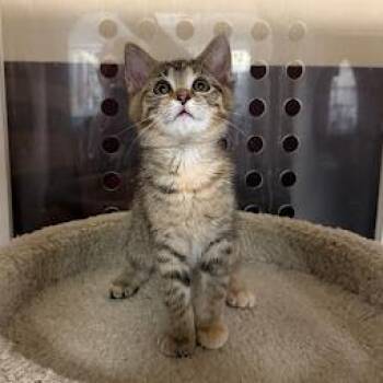Domestic Short Hair Cats Available for Adoption in South Elgin, Illinois - Garden | PetCurious