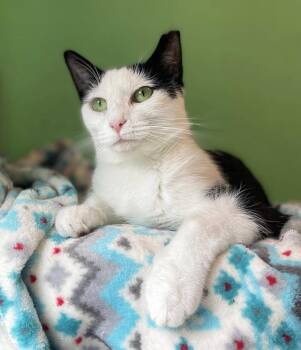Flower -  Domestic Short Hair Cat for Adoption in Flint Hill, Virginia - Flower | PetCurious