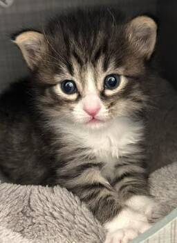 Erin -  Domestic Medium Hair Cat for Adoption in Denver, Colorado - Erin | PetCurious