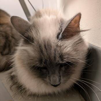 Jazzy -  Ragdoll Cat for Adoption in Kennebunk, Maine - Jazzy | PetCurious