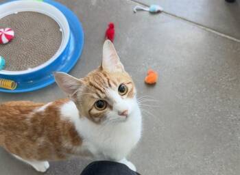 Domestic Short Hair Cats Available for Adoption - MARY | PetCurious