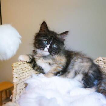 Domestic Long Hair Cats Available for Adoption in Bloomington, Illinois - Charge Nurse Dana | PetCurious