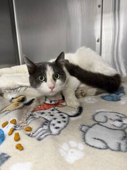 Domestic Short Hair Cats Available for Adoption in Thousand Oaks, California - Bonita | PetCurious