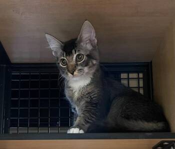 Tiara (and Tiffany) -  Domestic Medium Hair Cat for Adoption in New York, New York - Tiara (and Tiffany) | PetCurious