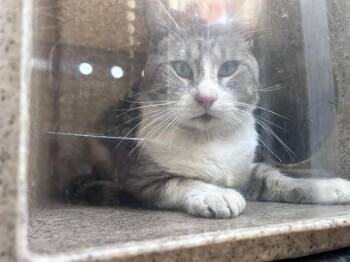 GARY -  Domestic Short Hair Cat for Adoption in Rancho Cucamonga, California - GARY | PetCurious