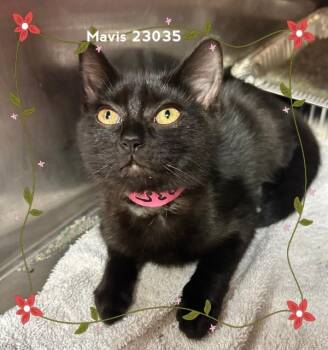 MAVIS -  Domestic Short Hair Cat for Adoption in Marietta, Georgia - MAVIS | PetCurious